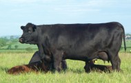 Abberton Pride Nanny E093