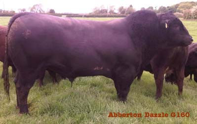 Abberton Angus